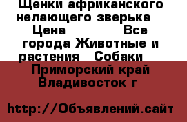 Щенки африканского нелающего зверька  › Цена ­ 35 000 - Все города Животные и растения » Собаки   . Приморский край,Владивосток г.